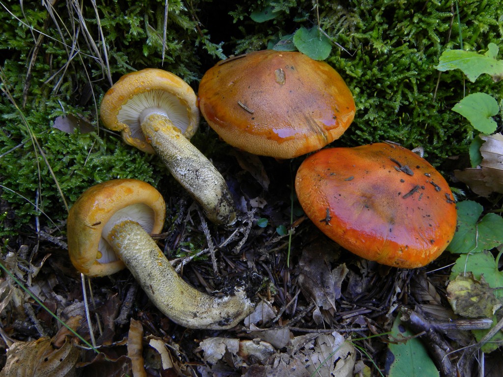 Appariscente arancione